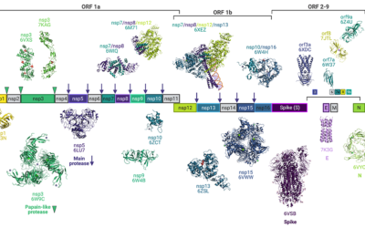 Structural biology at the center of COVID-19 scientific efforts