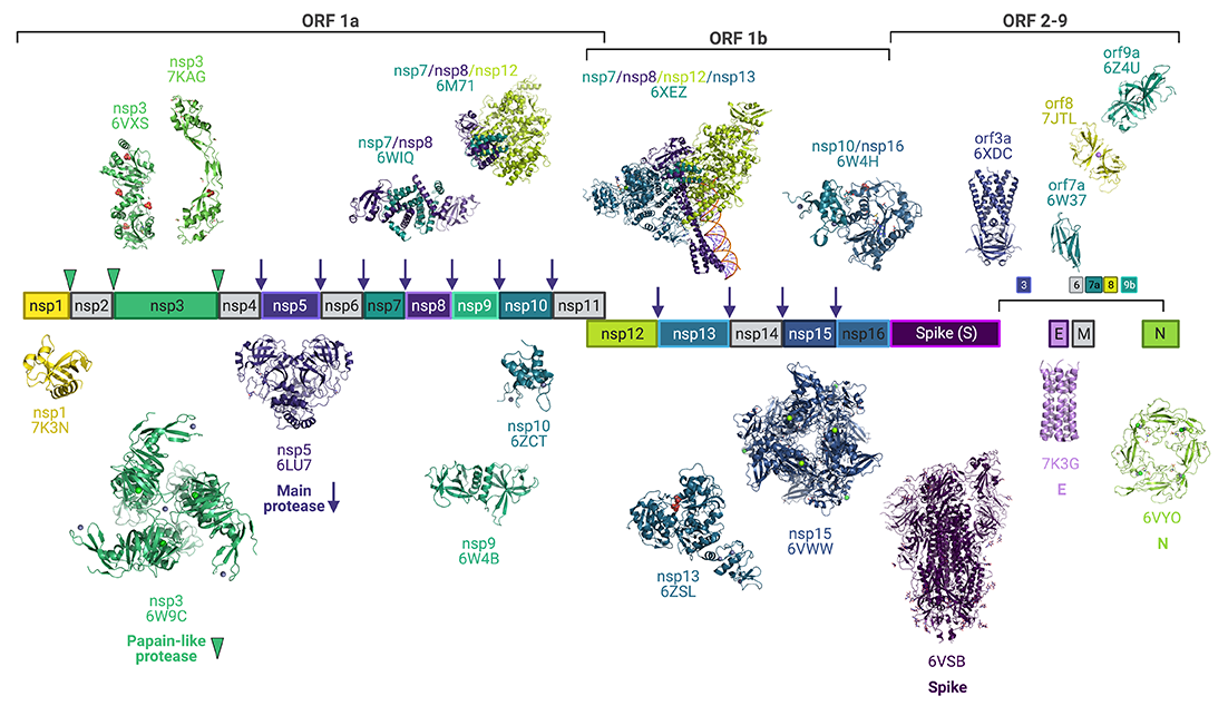 COVID-19 image from CDC to show the individual proteins making up the structure of the virus